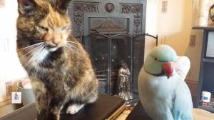 11289829_10155750860070137_804885896_n (1)